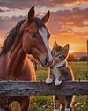 Pferd Katze - Diamantmalerei mit Rundbohrer - 40*50cm