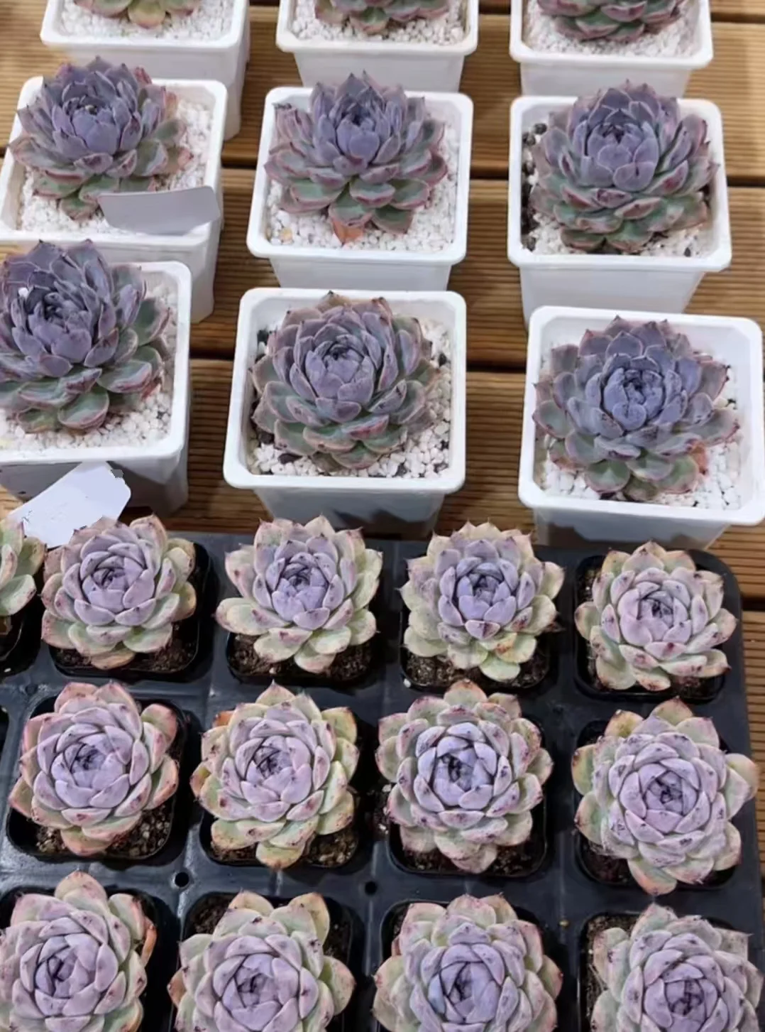 plant Aeonium Echeveria Haworthia  Caudex  Lithops Cactus  Agave 