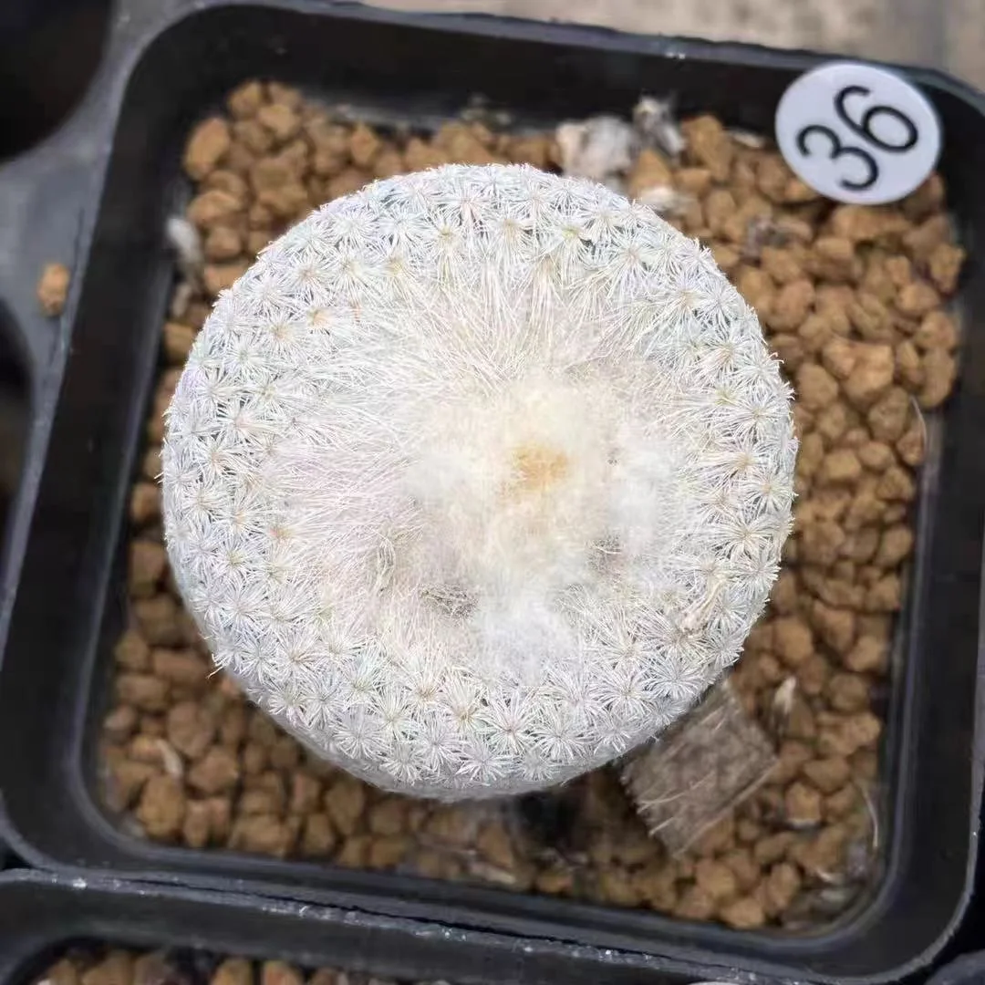 plant Aeonium Echeveria Haworthia  Caudex  Lithops Cactus  Agave 