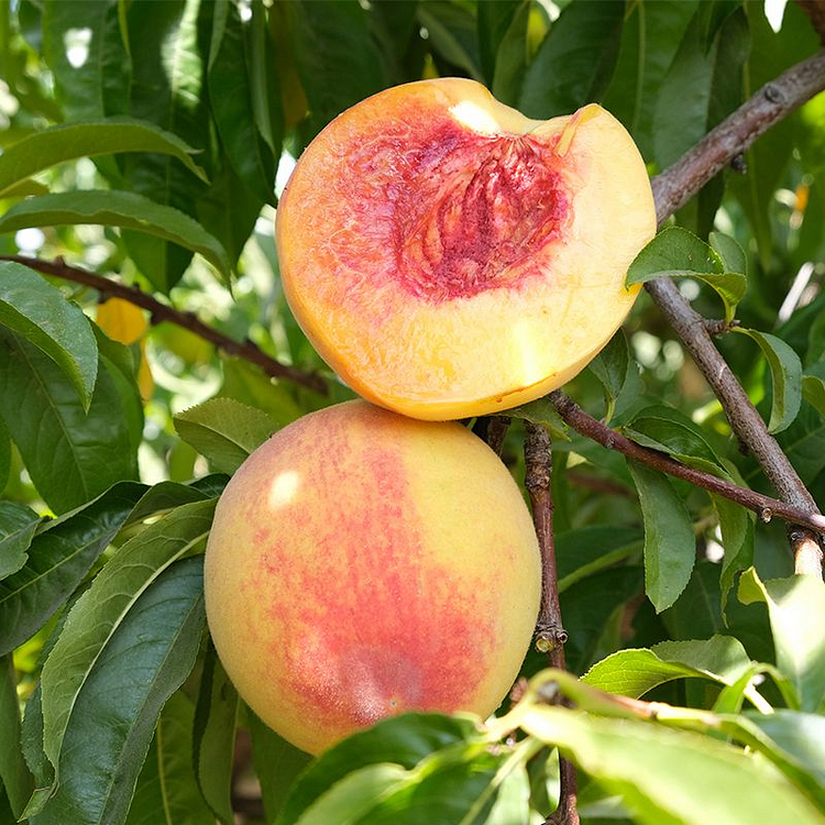Elberta Peach tree seeds-easily grow a big and sweet legendary peach
