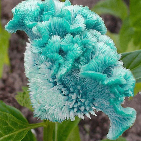 herb seeds for planting Gardeners Basics Popular Herb Seeds for Planting main image 0