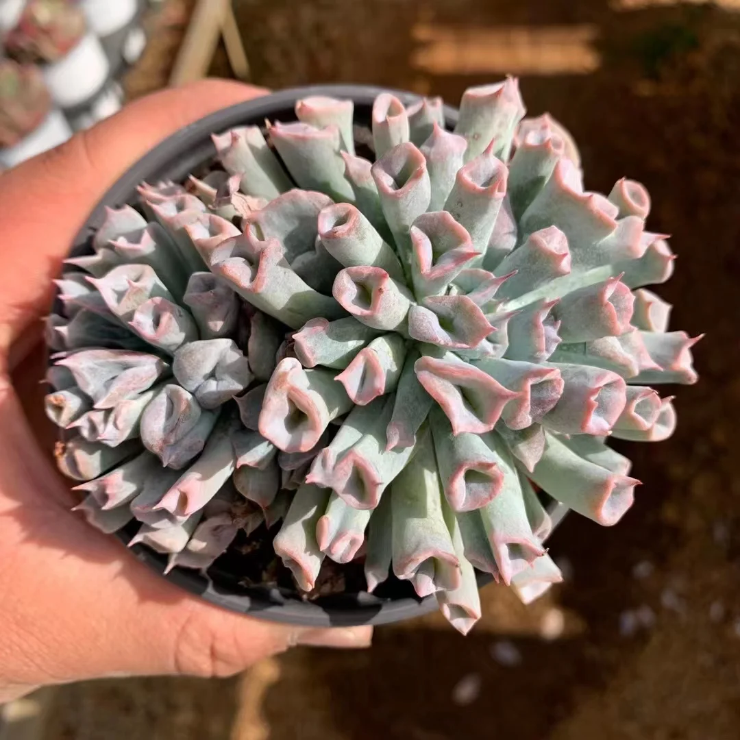 plant Aeonium Echeveria Haworthia  Caudex  Lithops Cactus  Agave 