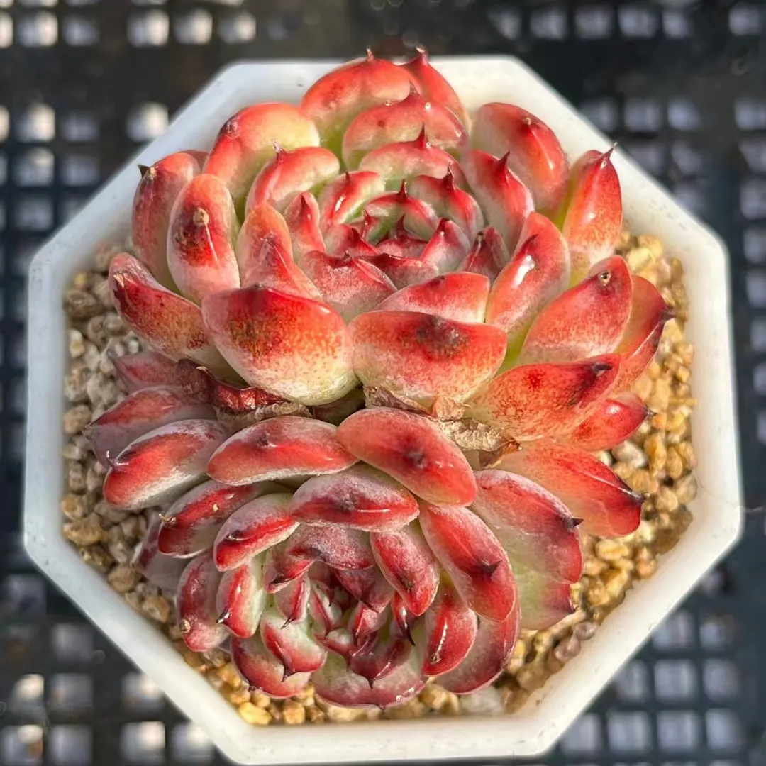 plant Aeonium Echeveria Haworthia  Caudex  Lithops Cactus  Agave 