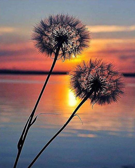 

Sunset Dandelion – Paint By Numbers - 40*50CM, 501 Original