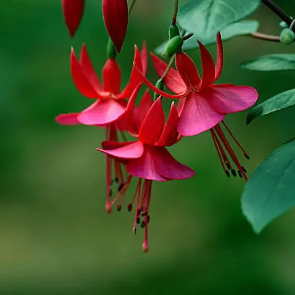 Fuchsia Hybrida Voss Seeds The fairy flower Fuchsia Hybrida Voss Seeds The fairy flower