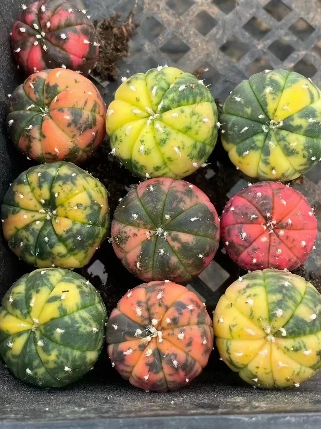 plant Aeonium Echeveria Haworthia  Caudex  Lithops Cactus  Agave 