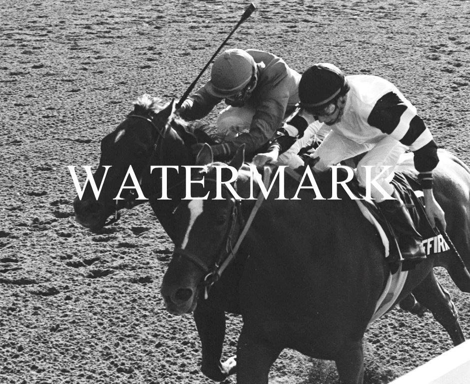 AFFIRMED beats ALYDAR 1978 Belmont Stakes Winner Horse Racing 8 x 10 Photo Poster painting Race