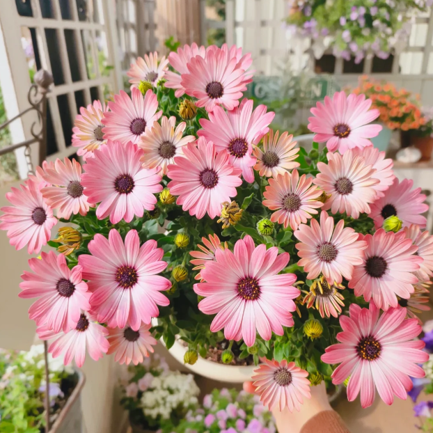 🌼South African Marigold（Felicia Daisy）