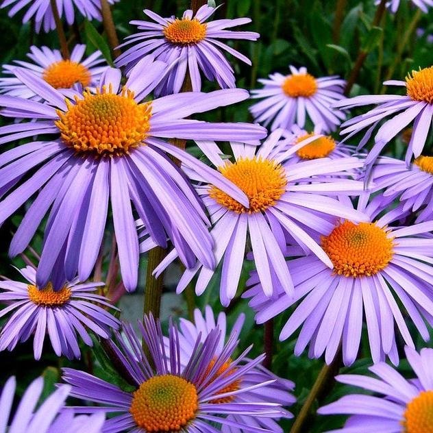 Purple NEW ENGLAND ASTER (Michaelmas Daisy) Aster Novae var Angliae Flower Seeds