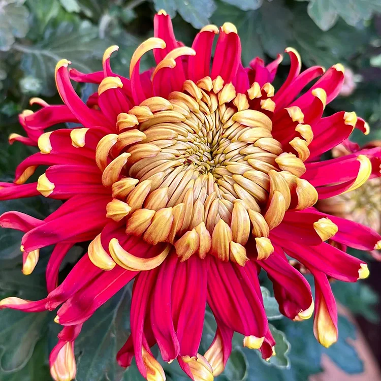 💗Golden-Red Giant Chrysanthemum Seeds