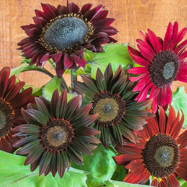 Chocolate Cherry Sunflower