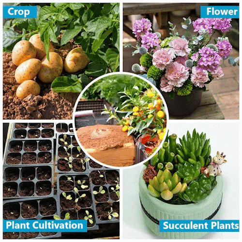 Garden Decoration