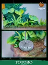 Hayao Miyazaki's Famous Scene Series Totoro - My Neighbor Totoro Resin Statue - Cookie Studios [In Stock]