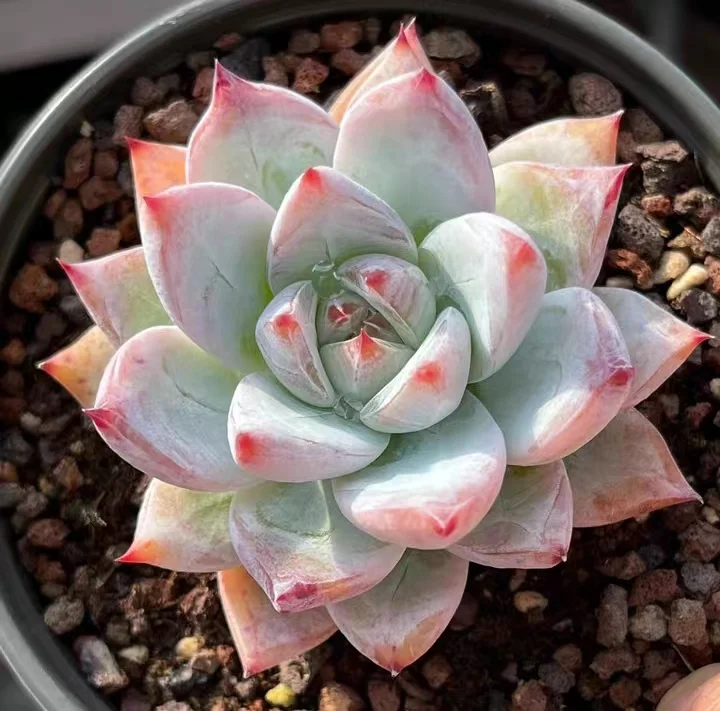 plant Aeonium Echeveria Haworthia  Caudex  Lithops Cactus  Agave 