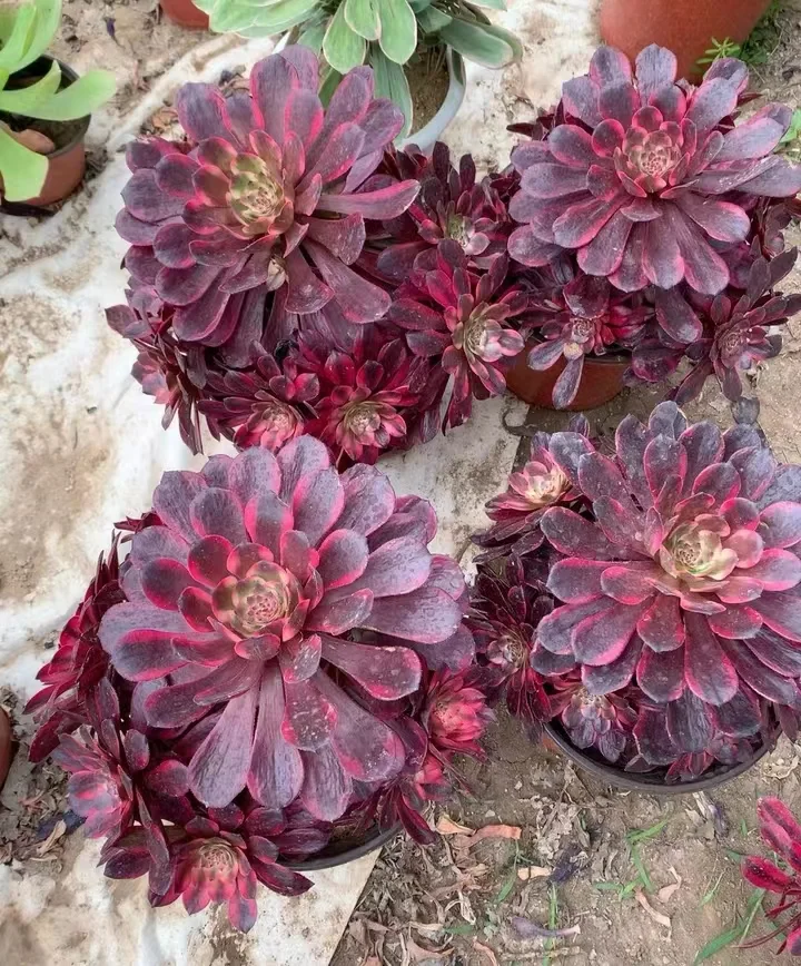 plant Aeonium Echeveria Haworthia  Caudex  Lithops Cactus  Agave 