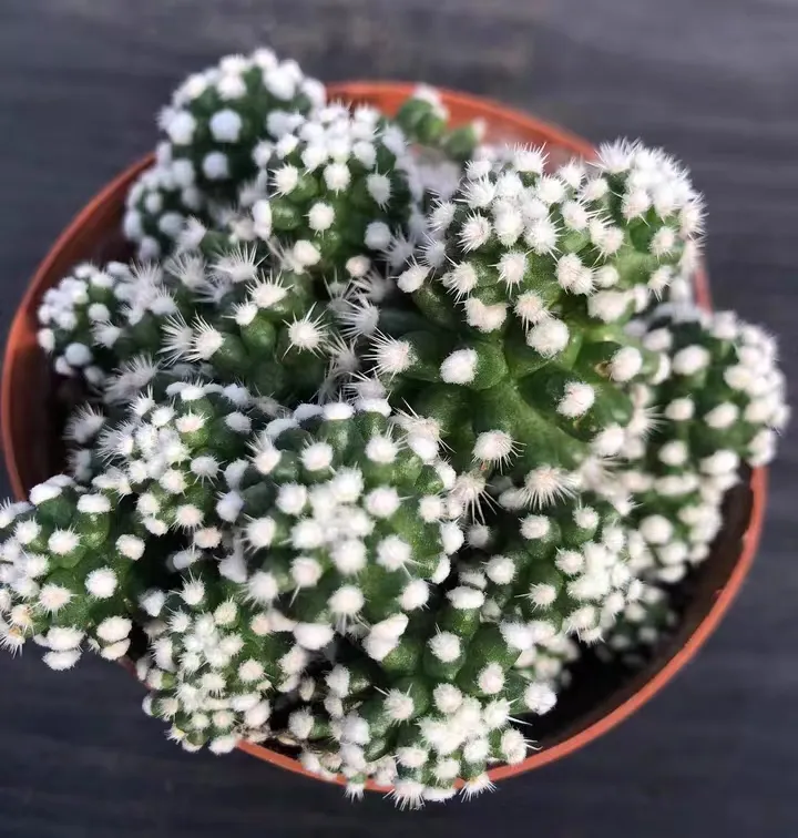 plant Aeonium Echeveria Haworthia  Caudex  Lithops Cactus  Agave 