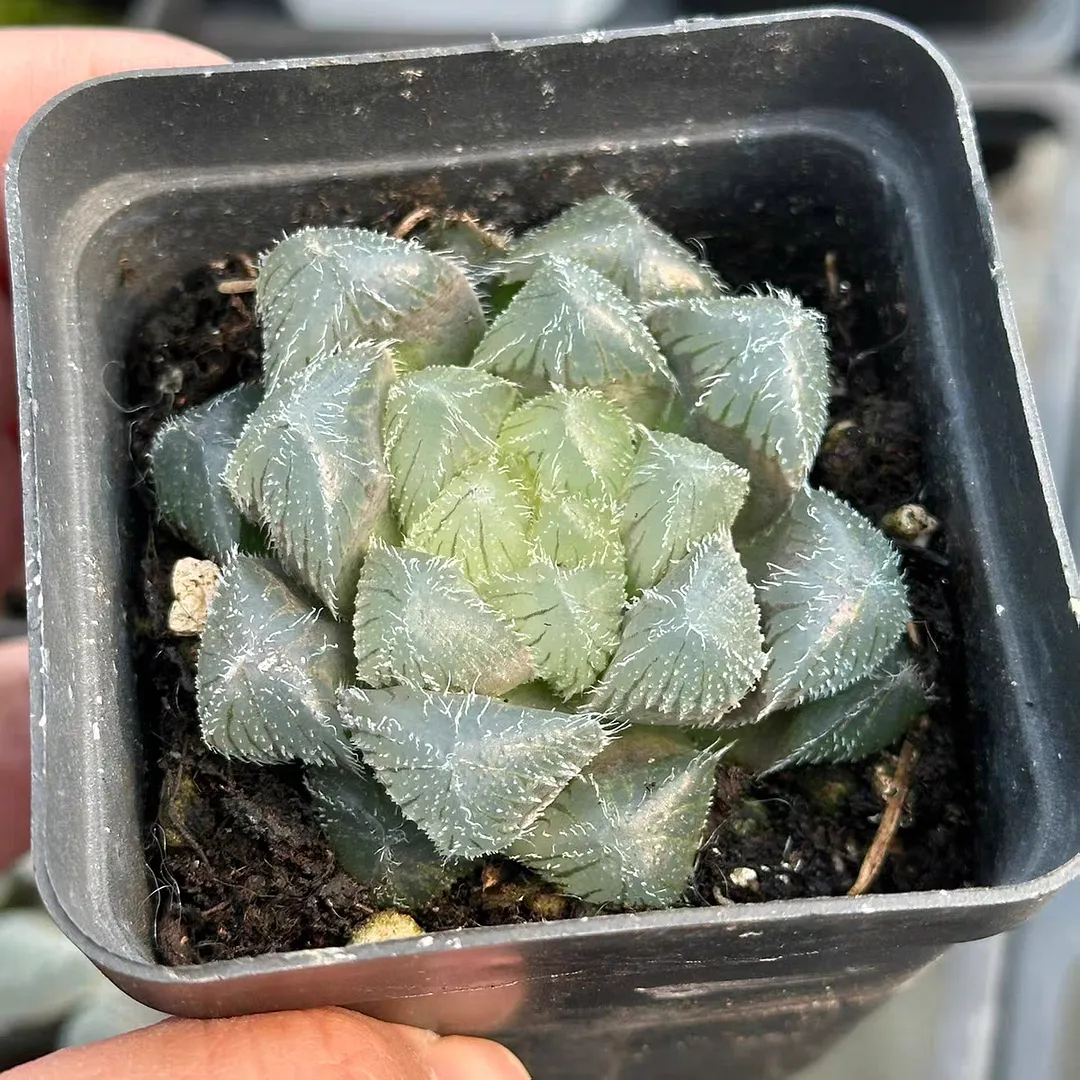 plant Aeonium Echeveria Haworthia  Caudex  Lithops Cactus  Agave 