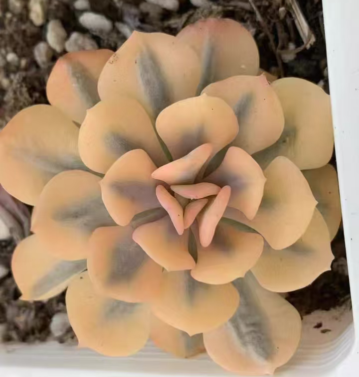 plant Aeonium Echeveria Haworthia  Caudex  Lithops Cactus  Agave 