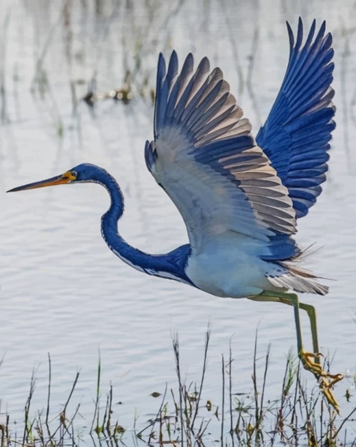

Heron Flying – Paint By Numbers - 40*50CM, 501 Original