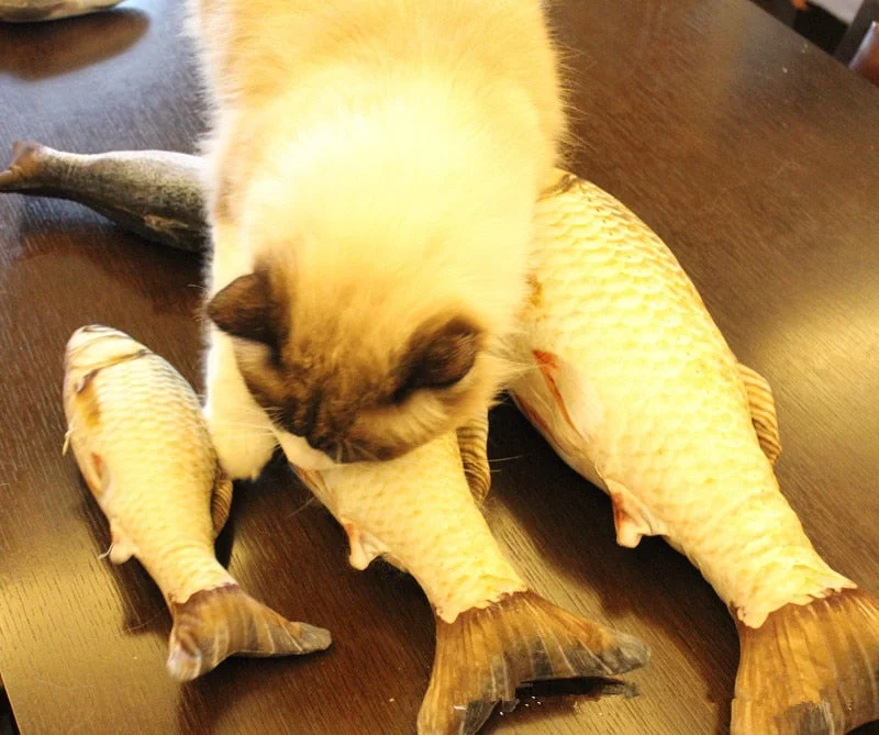 Plush Creative 3D Carp Fish Shape Cat Toy Gift Cute Simulation Fish Playing Toy For Pet Gifts Catnip Fish Stuffed Pillow Doll