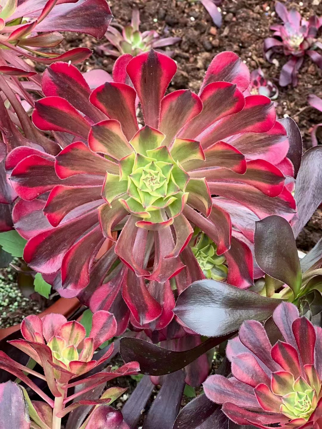 plant Aeonium Echeveria Haworthia  Caudex  Lithops Cactus  Agave 