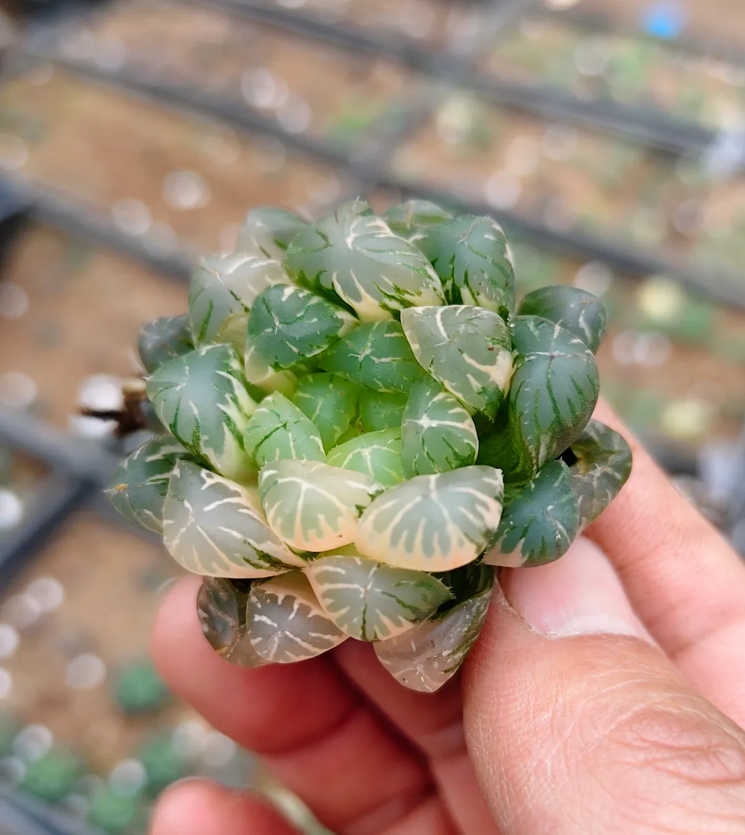 plant Aeonium Echeveria Haworthia  Caudex  Lithops Cactus  Agave 