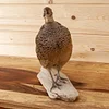 Real Taxidermy Pheasant Filler Specimen Teaching/Decoration
