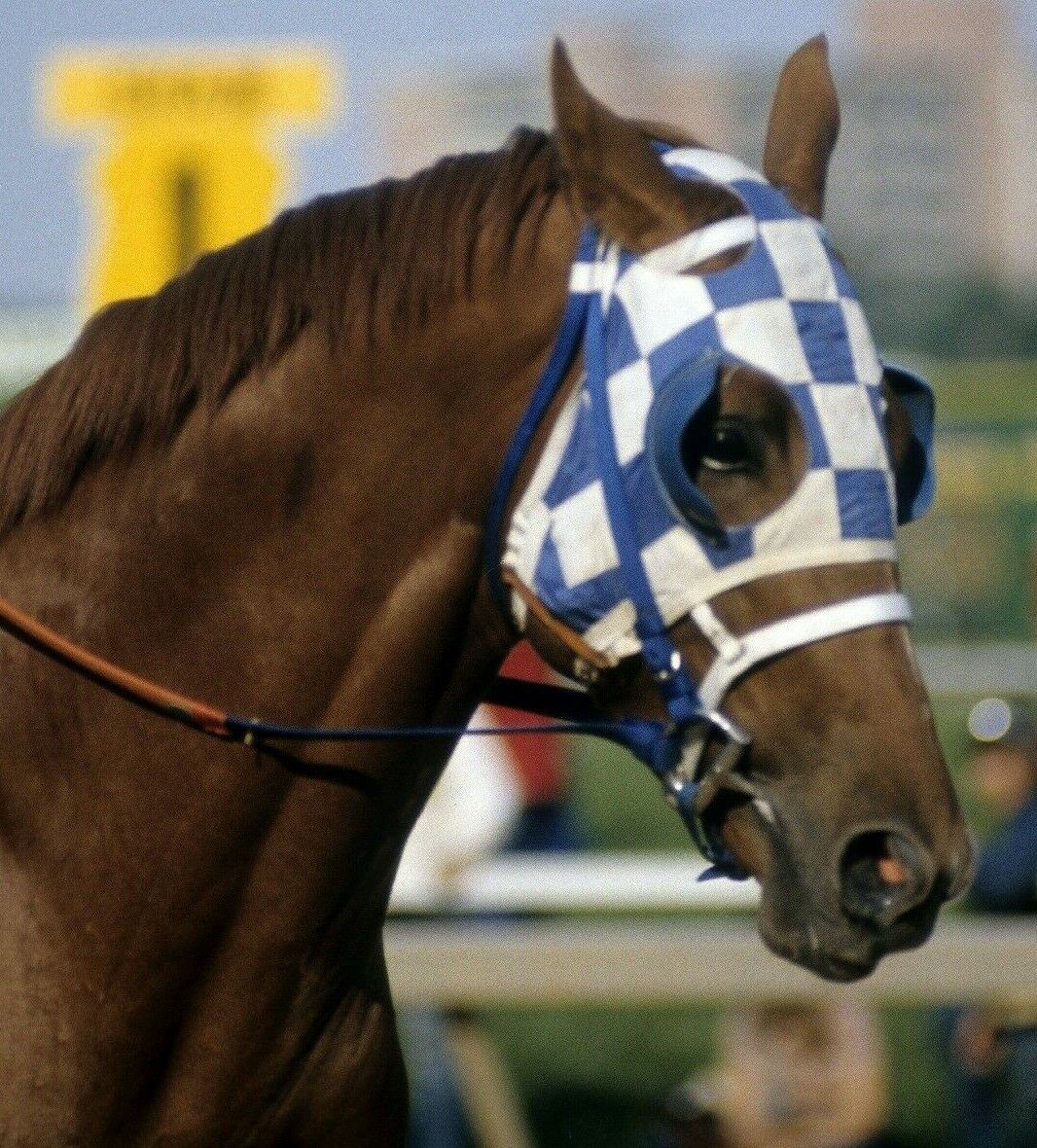 1973 Ron Turcotte SECRETARIAT Preakness Stakes Horse Racing 8x10 Photo Poster painting Triple C