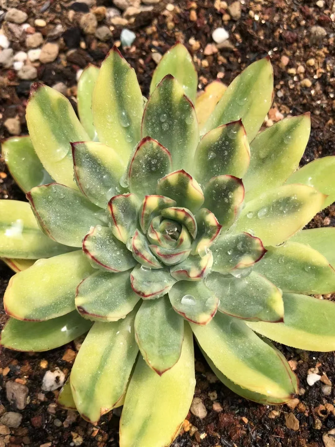 715.   E.pulidonis var. cutting  4-5cm / Echeveria / Succulent plants / Garden landscape / Carefully select healthy plants