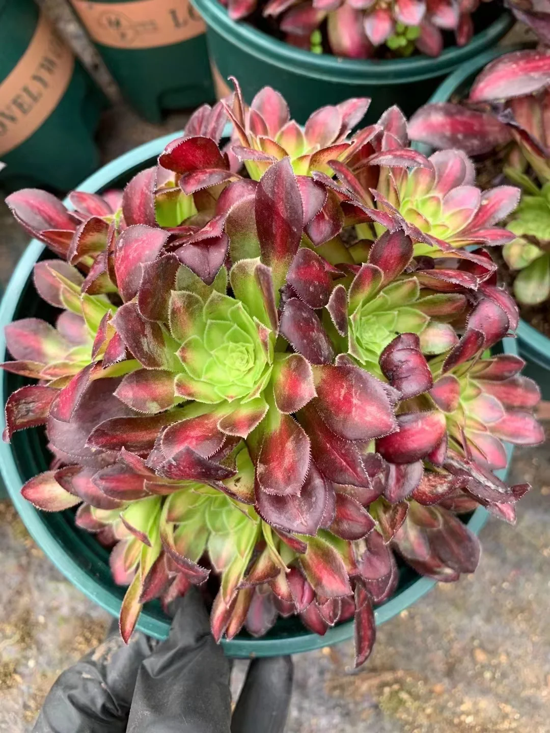 plant Aeonium Echeveria Haworthia  Caudex  Lithops Cactus  Agave 