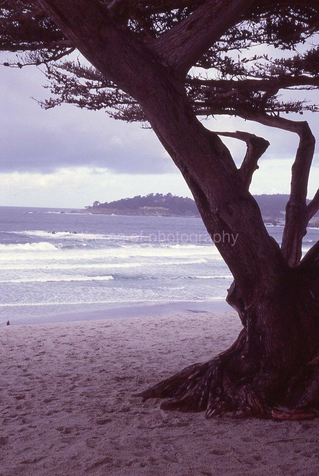 SAND TREE Vintage 35mm FOUND SLIDE TransparencyPhoto Poster painting 04 T 1 Q