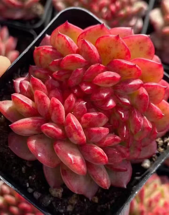 368.Red king crested 5-7cm/ Echeveria / Succulent plants / Garden landscape / Carefully select healthy plants