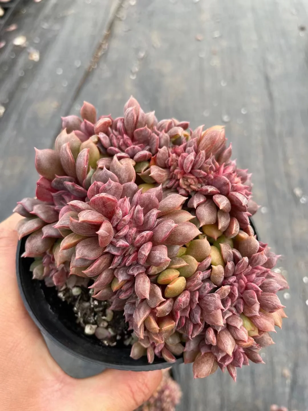 734.   Da hong pao crested  13-15cm / Echeveria / Succulent plants / Garden landscape / Carefully select healthy plants