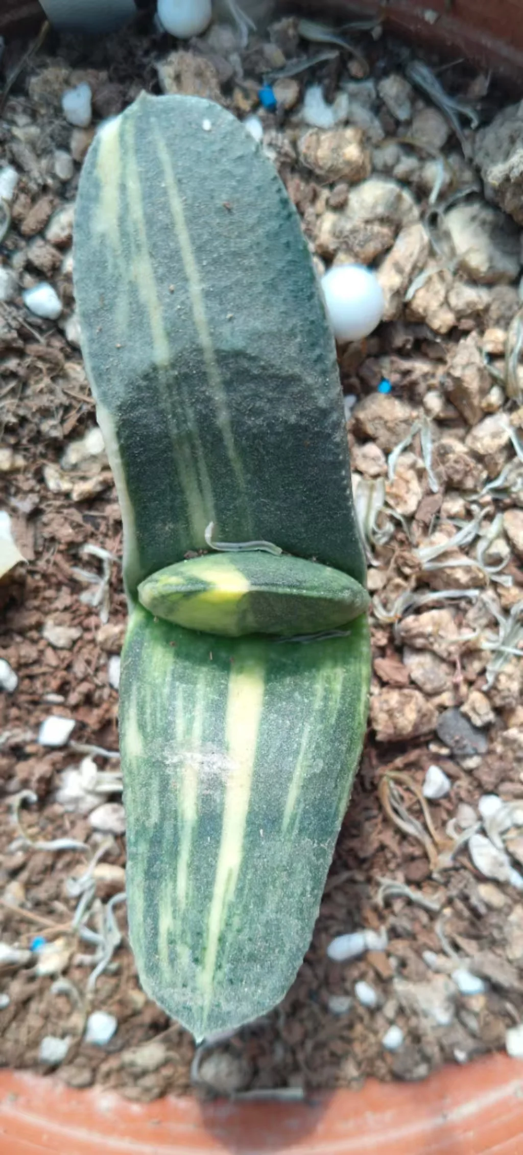 onestock.Gasteriea armstrongii f.variegata 7cm/ Haworthia/ Succulent plants / Garden landscape / Carefully select healthy plants