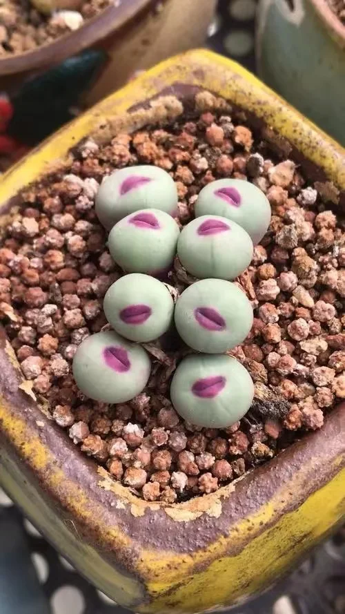 plant Aeonium Echeveria Haworthia  Caudex  Lithops Cactus  Agave 