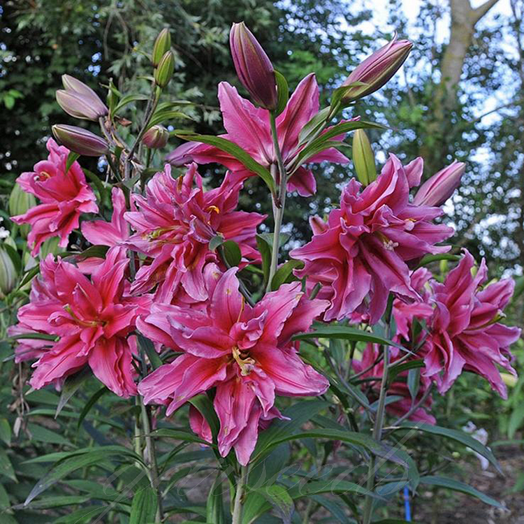 🌈Multicolored Lily Bulbs (19 Stunning Colors)