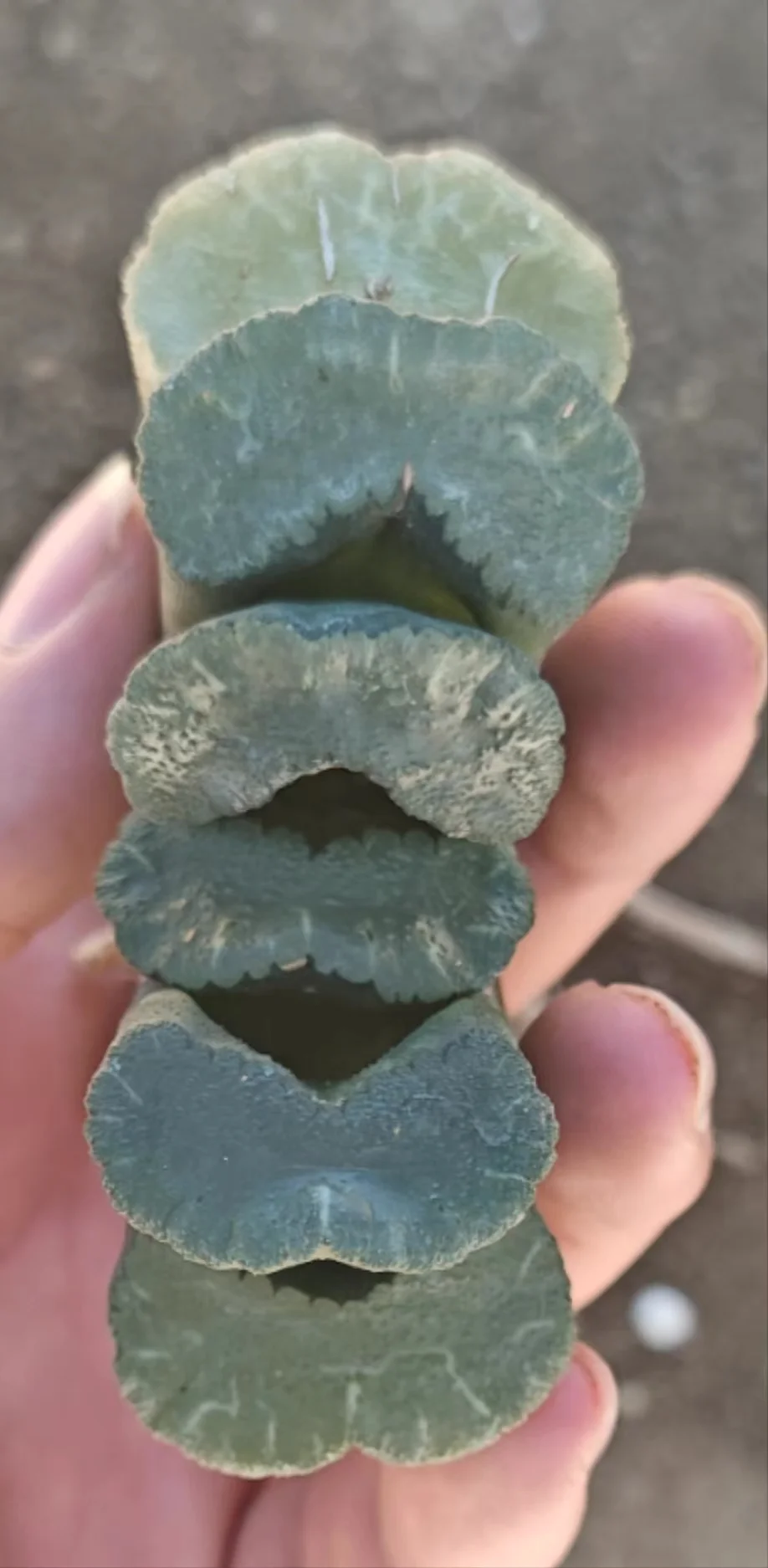 plant Aeonium Echeveria Haworthia  Caudex  Lithops Cactus  Agave 