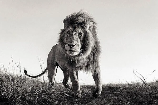 Minimalist Black and White Lion Animal Personality Mural Poster Home Interior Room Bedroom Wall Decoration Canvas Art (no Frame) 1103-1