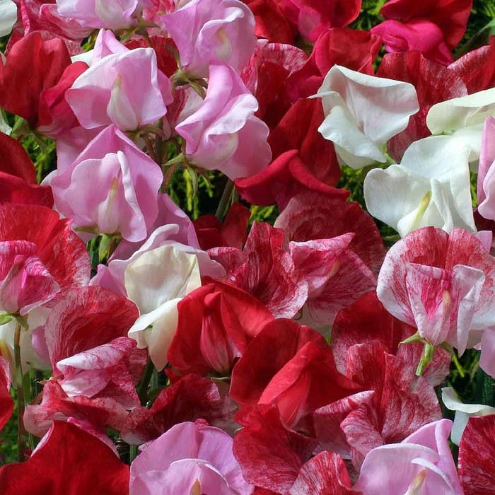 Red Rover Sweet Pea Seeds