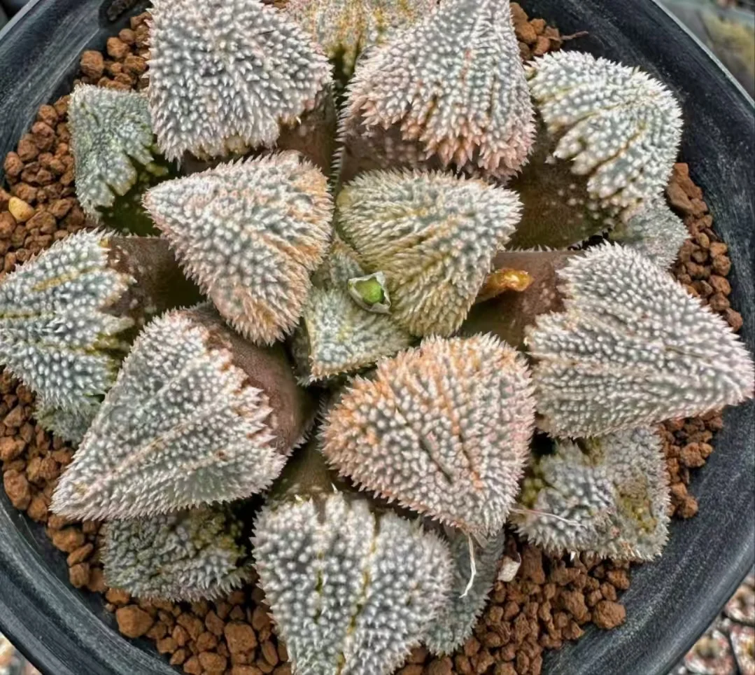 plant Aeonium Echeveria Haworthia  Caudex  Lithops Cactus  Agave 