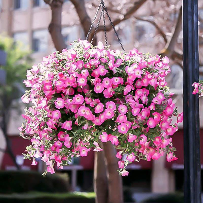 Multi-Colored  Petunia-Chilean Morning Glory Seeds