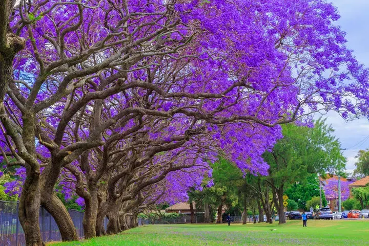 Blue Jacaranda Tree Seeds