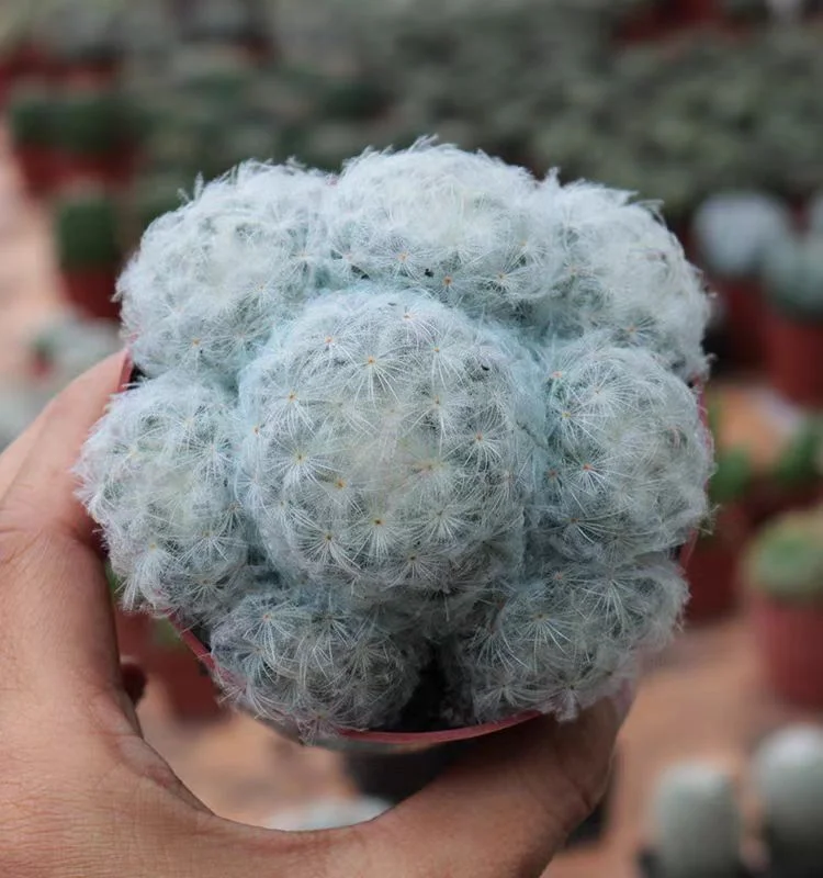 plant Aeonium Echeveria Haworthia  Caudex  Lithops Cactus  Agave 