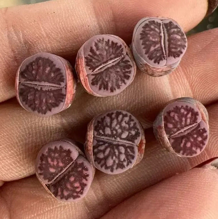 plant Aeonium Echeveria Haworthia  Caudex  Lithops Cactus  Agave 