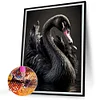 Black Swan-Full Square Diamond Painting(40x50cm)