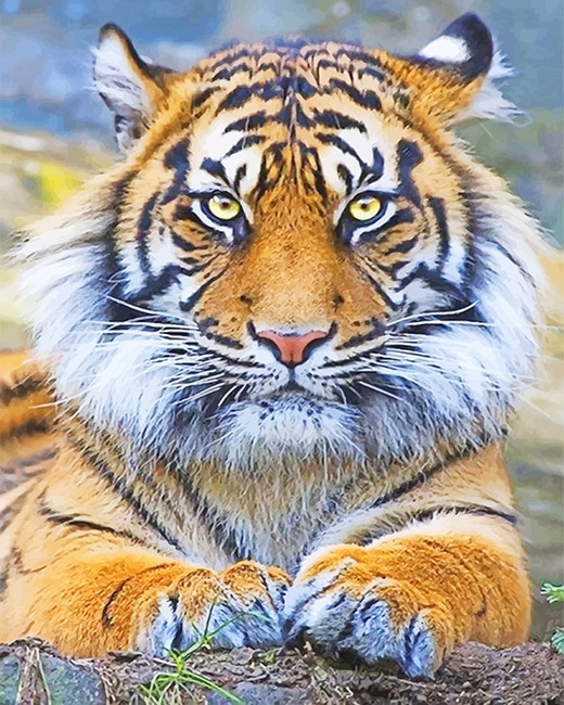 

Beautiful Tiger Eyes – Paint By Numbers - 40*50CM, 501 Original