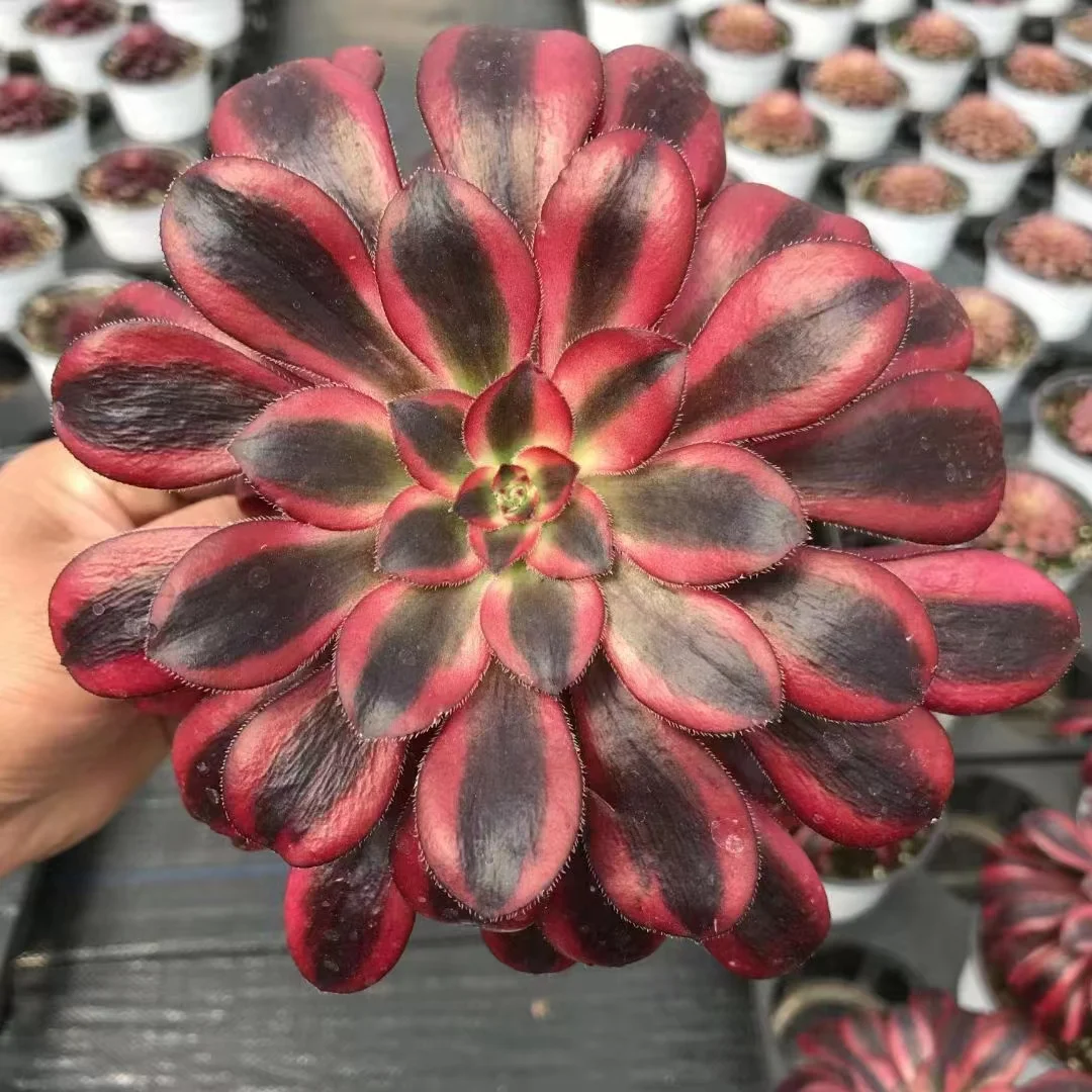 plant Aeonium Echeveria Haworthia  Caudex  Lithops Cactus  Agave 