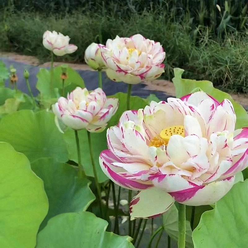 🪷Bonsai Double Lotus Seeds-Pure Heart