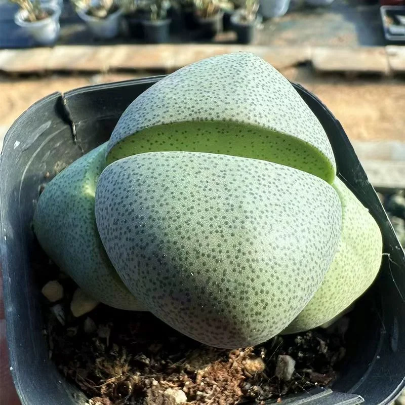 plant Aeonium Echeveria Haworthia  Caudex  Lithops Cactus  Agave 