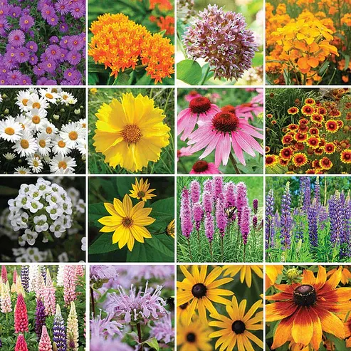 🔥Last day clearance💝Premium Cold-Hardy Mixed Perennial Flower Seeds - Selected 40+ Fall Planting Mix